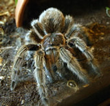 10 невероятных фактов о тарантулах