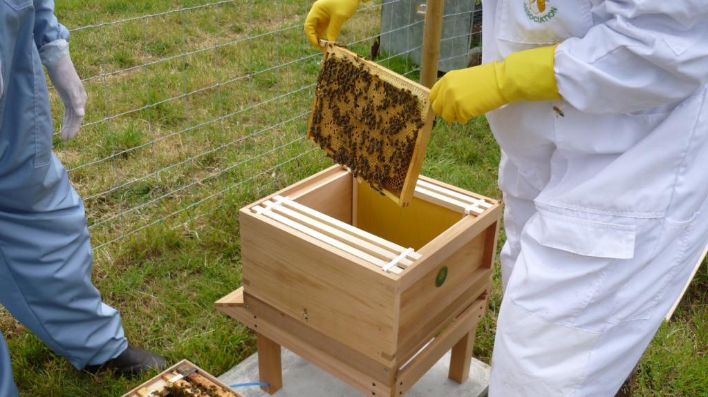 Из чего лучше строить ульи для пчел