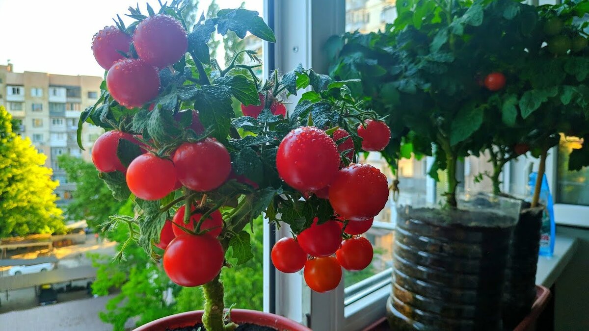 Как вырастить помидоры на поддоконике