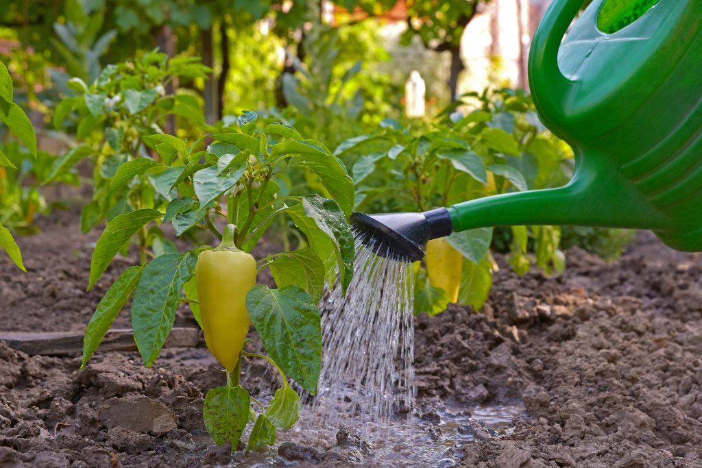 Секреты урожая! Как поливать овощи правильно?