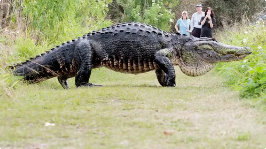 Гигантский аллигатор из Флориды - возможно самый большой в мире