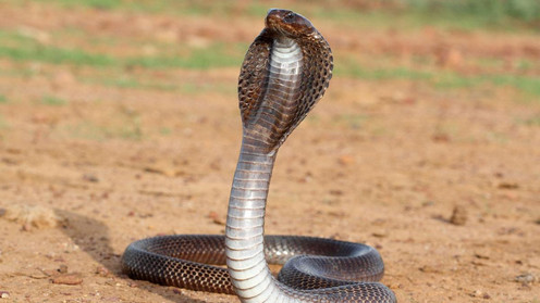 7 часов без движения – в Индии кобра залезла мужчине в брюки