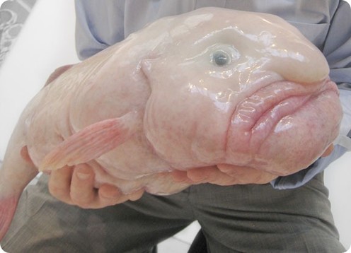 Рыба-капля официально признана самым гадким животным планеты