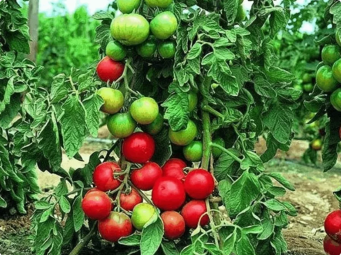 5 простых приемов, чтобы томаты не наращивали зелень в ущерб плодам