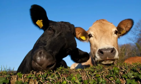 Коровы в будущем будут отправлять SMS фермерам, когда они «захотят» быка