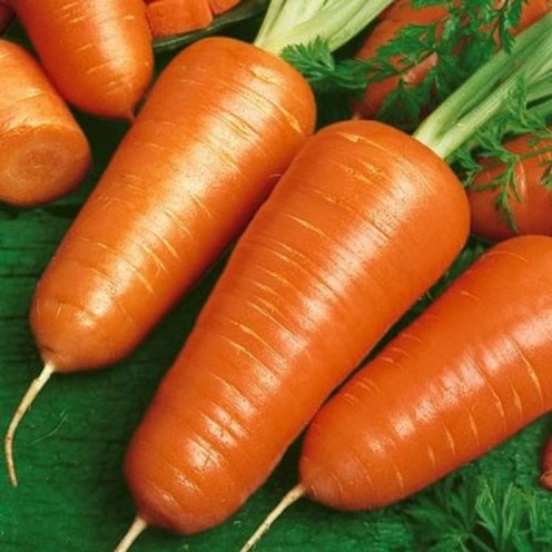 Сорта моркови. Какую выбрать морковь ?