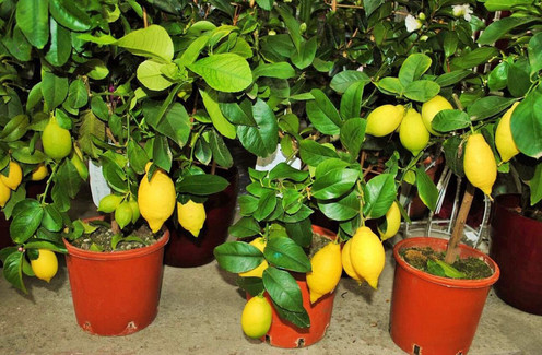 Как вырастить лимонное дерево дома. Плодоносящий лимон в цветочном горшке