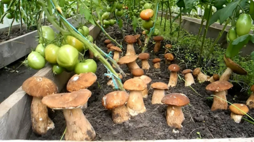 Реально ли выращивать грибы на даче? Причем не шампиньоны или вешенки, а настоящие лесные грибы?
