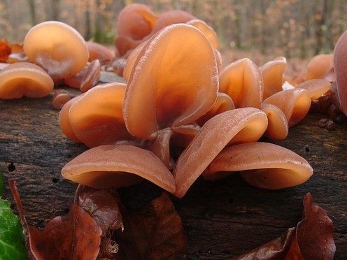 А Вы знали что этот гриб съедобный?