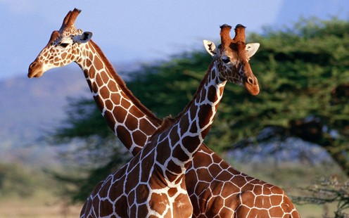 18 фактов, которых вы не знали о жирафах
